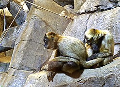 The conservatory is connected to the Como Zoo