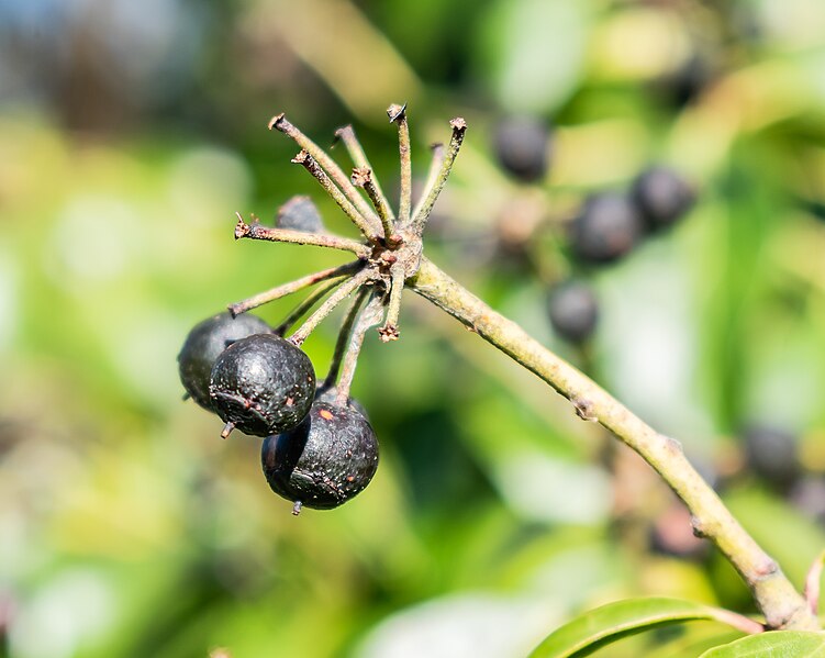 File:Hedera helix in Marburg BG (4).jpg