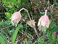 Anemone vernalis Kleine Scheidegg, Switzerland