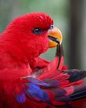 Red lory preening by drawing feathers through its beak