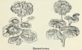 1886 - Geranium "capitaine Krebs": "Fine, large, well-shaped trusses, cinnabar-crimson, white centre, extra".