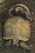 Manouria emys -Toronto Zoo, Ontario, Canada-8a.jpg