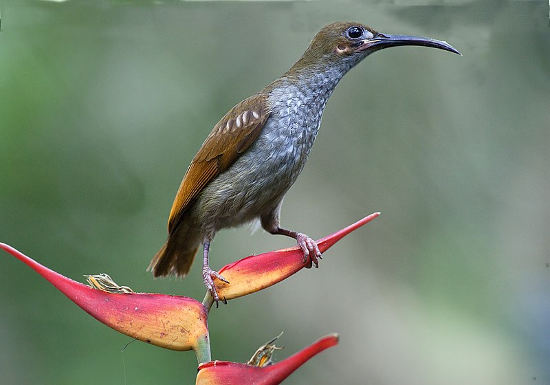 File:Naked-faced spiderhunter.jpg