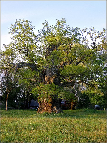 File:Old oak in spring - panoramio.jpg