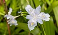 * Nomination Iris wattii in the Temperate House, Kew Gardens --Mike Peel 06:52, 12 August 2024 (UTC) * Promotion  Support Good quality. --Giles Laurent 03:05, 14 August 2024 (UTC)