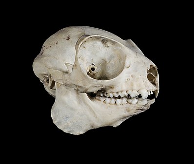 Eastern Woolly Lemur skull Avahi laniger