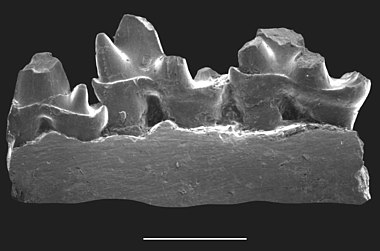 Ambondro mahabo jaw