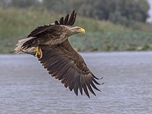 2021 Seeadler