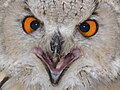 Yeux d'un oiseau (Bubo bubo)