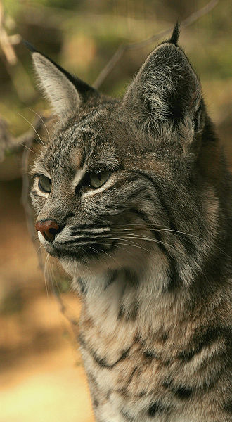 File:Bobcat lynx rufus.jpg