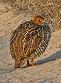 Male of nominate race, eastern Botswana