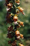 Digitalis laevigata