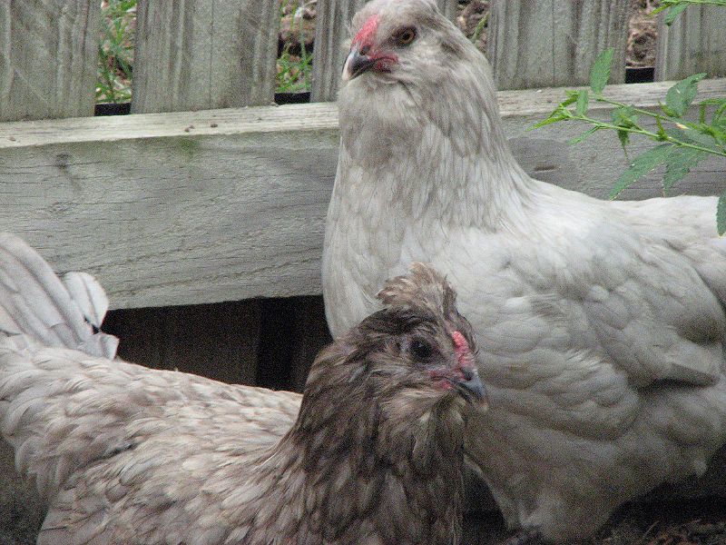 File:Easter Egger hen pair.jpg