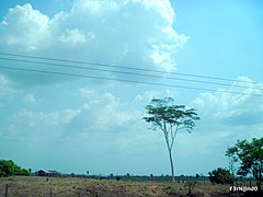 Estradas do Pará - panoramio (4).jpg