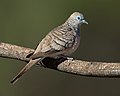 45 Geopelia placida - Glen Alice uploaded by JJ Harrison, nominated by Iifar