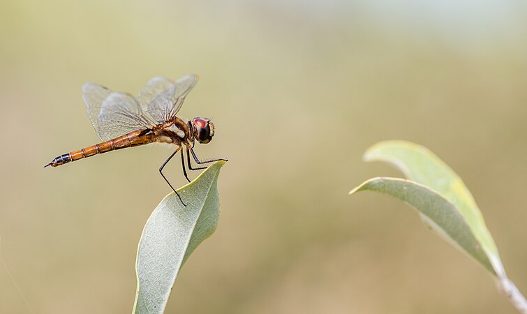 典型的雌性Saddlebags glider (Tramea sp.)，位於厄瓜多加拉巴哥群島聖克里斯托巴爾島Cerro Brujo。