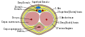 Cross section of penis with emphasis on fascial layers.