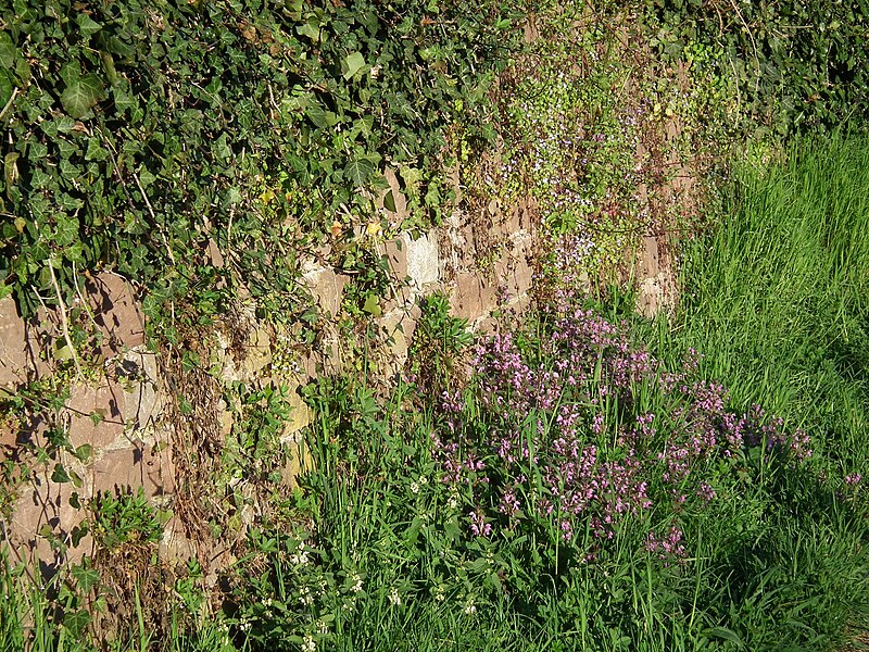 File:Pflanzen vor und an einer Sandsteinmauer.JPG