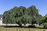 Naturdenkmal Trauerbuche in Osnabrück