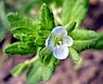 Akkerereprijs (Veronica agrestis)