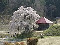 上石の不動桜