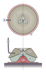 Coupe transversale d'un moulin à bras de type dacique 1-Pivot 2-Levier 3-Meule courante 4-Meule gisante 5-Support