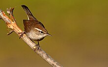 Bewick's Wren