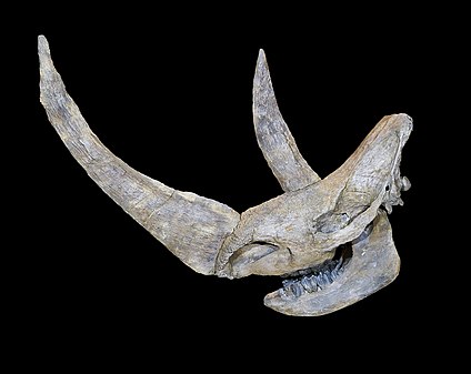 Woolly Rhinoceros skull Coelodonta antiquitatis