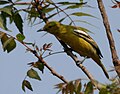 A. t. multicolor- Betina di Hyderabad, India.