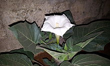 Datura flower on the plant (lateral view) near Hyderabad, Telangana, India