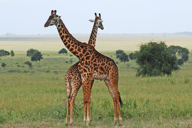 File:Eastern Serengeti 2012 05 31 2866 (7522635772).jpg
