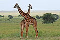 Serengeti, Afrika, dünyanın ən böyük və ən məşhur milli parklarından biridir.