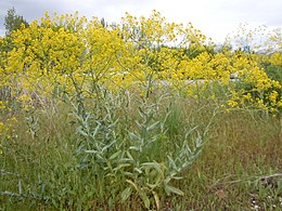 Isatis tinctoria