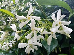 Jasmine flower 02.jpg