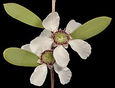 Leptospermum laevigatum - Flickr - Kevin Thiele.jpg