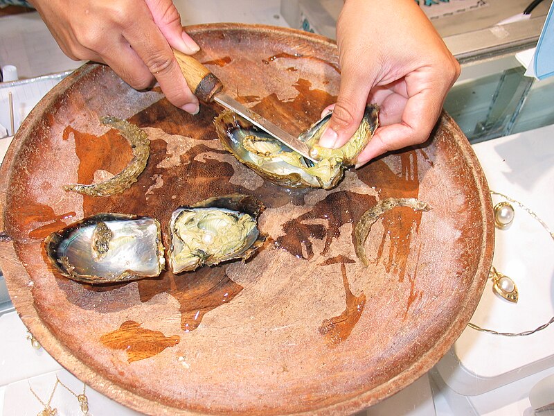 File:Pearl Oysters.jpg