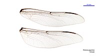 Female wings