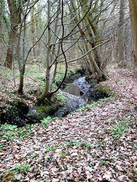 File:Prittle Brook - geograph.org.uk - 166103.jpg