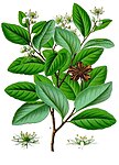 Quillaja saponaria — Квиллайя мыльная