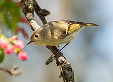 A ruby crowned kinglet on a branch