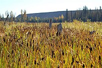 Mount Polley wetlands in British Columbia, Canada