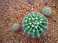 Replanted plants with young offsets