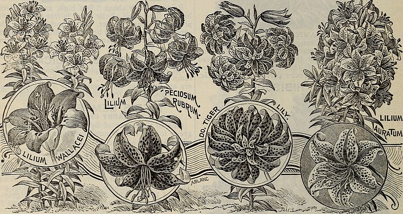 File:Spring 1899 (1899) (19933951874).jpg