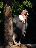 Condor des Andes mâle adulte au zoo d'Amnéville en 2014, aux caroncules plus développées.