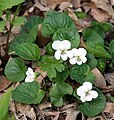 White flowering form