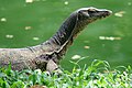 Biawak air di Pulau Pinang, Malaysia