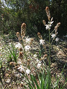 2018-02-25 Summer asphodel (Asphodelus aestivus), Paderne (4).JPG