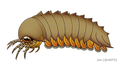 Image 27Reconstruction of Mollisonia plenovenatrix, the oldest known arthropod with confirmed chelicerae (from Chelicerata)