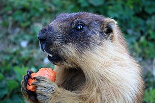 Bilotol (Marmota sibirica), Rossia is Mongola