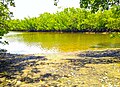 Marsh and Mangroves